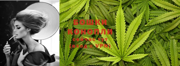 индика Белокуриха